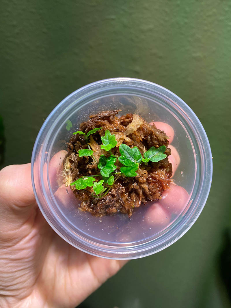 Miniature Oakleaf Fig or String of Frogs - Image 2