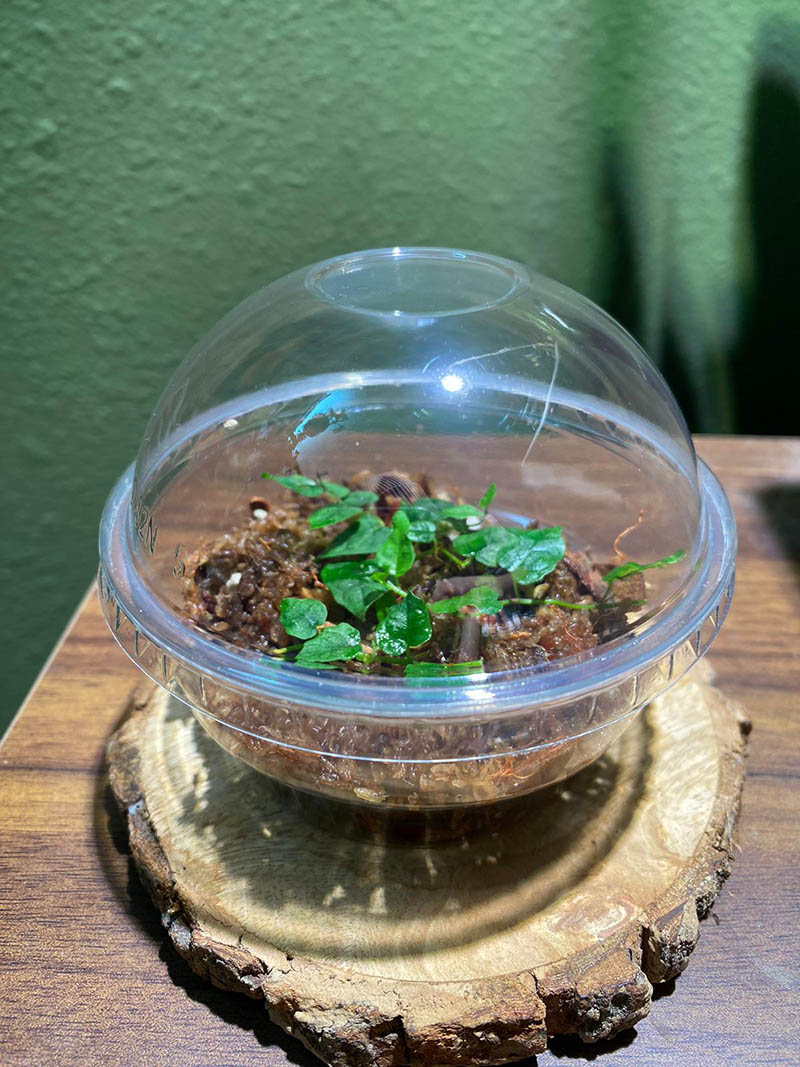 Miniature Creeping Fig - Image 2