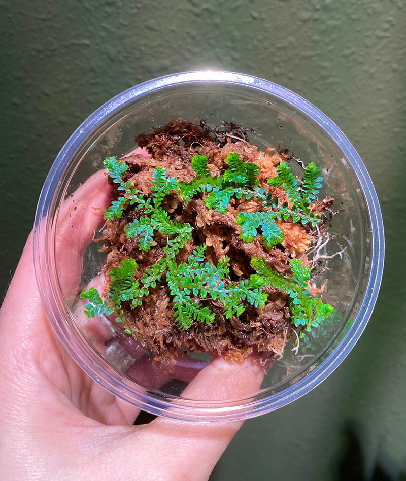 Peacock Moss / Selaginella Uncinata - Image 2