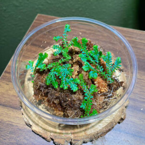 Peacock Moss / Selaginella Uncinata