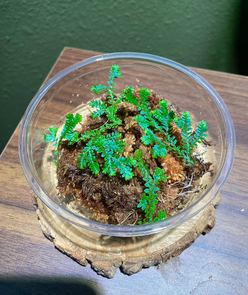 Peacock Moss / Selaginella Uncinata