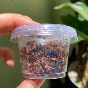 Temperate Springtail Culture in Soil Bark Substrate