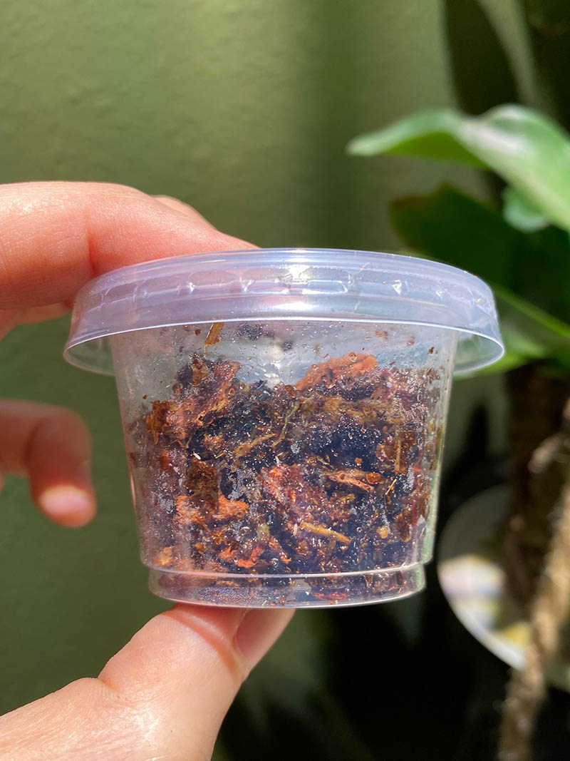 Temperate Springtail Culture in Soil Bark Substrate