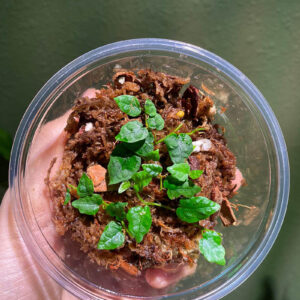 Miniature Creeping Fig