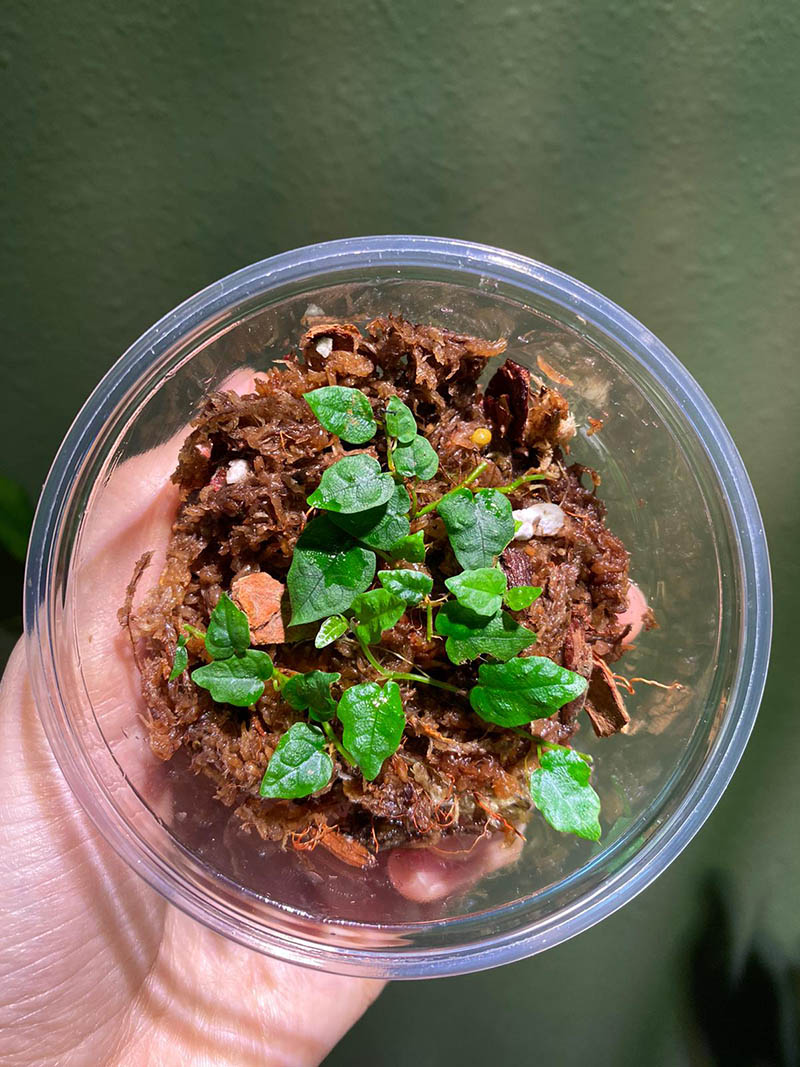 Miniature Creeping Fig