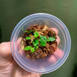 Miniature Oakleaf Fig or String of Frogs