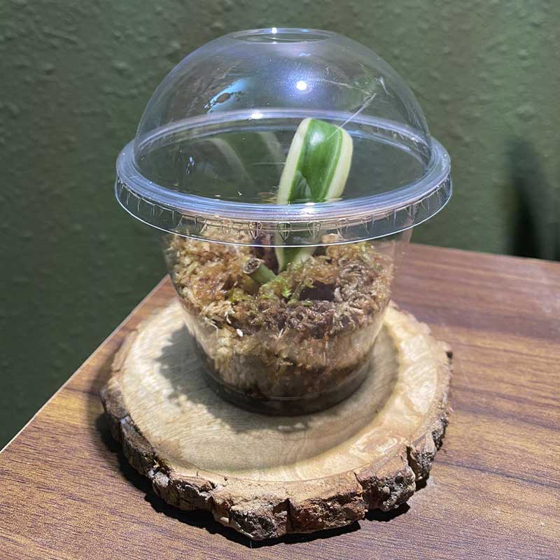 Variegated Vanilla Orchid - Image 3