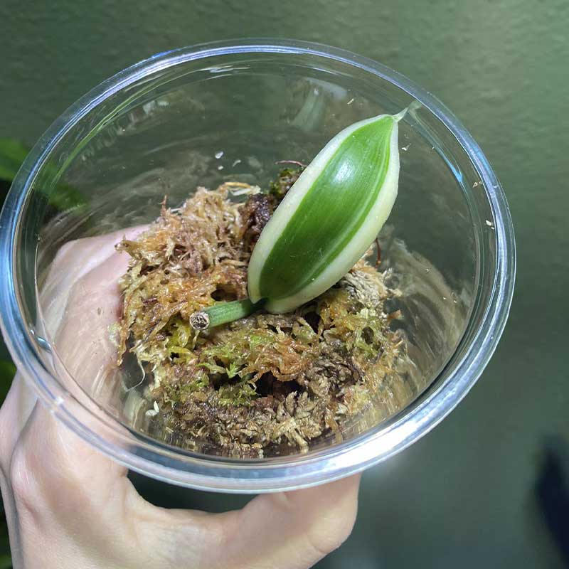 Variegated Vanilla Orchid