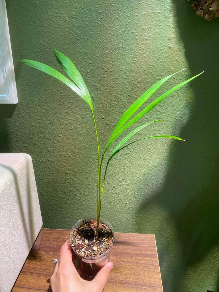 Dypsis Lutescens / Areca Palm or Butterfly Palm - Image 2