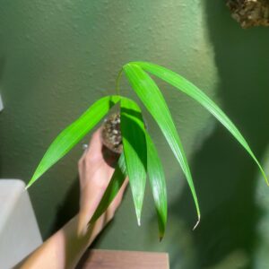 Dypsis Lutescens / Areca Palm or Butterfly Palm