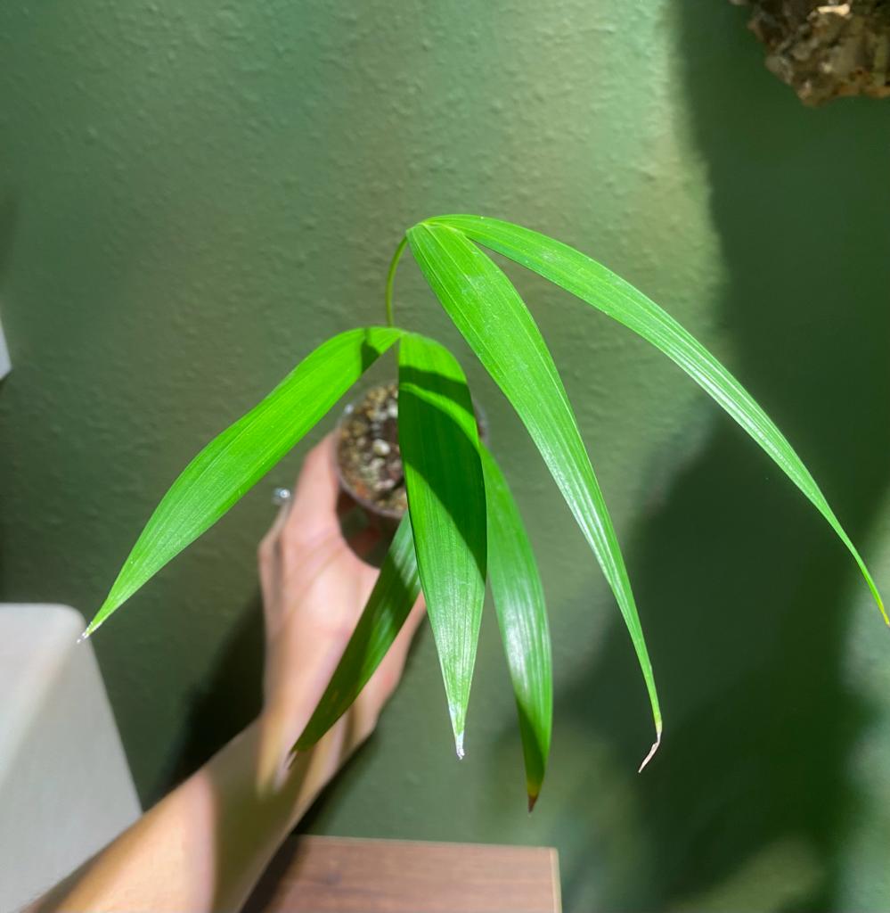 Dypsis Lutescens / Areca Palm or Butterfly Palm