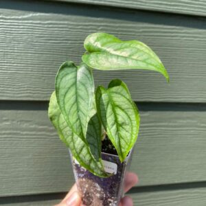 Monstera Siltepecana