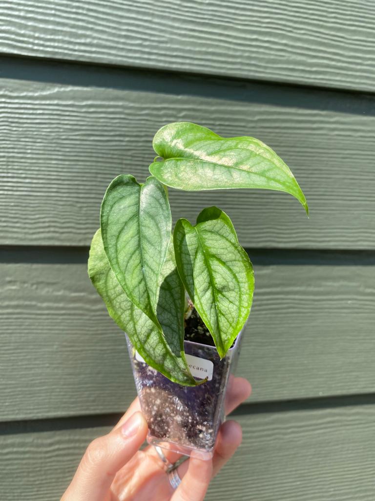 Monstera Siltepecana