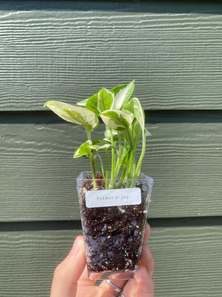 Epipremnum Aureum ' N-Joy / N-Joy Pothos - Image 2