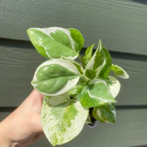 Epipremnum Aureum ' N-Joy / N-Joy Pothos