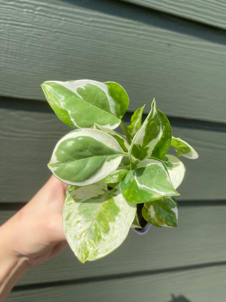 Epipremnum Aureum ' N-Joy / N-Joy Pothos