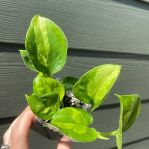 Global Green Pothos