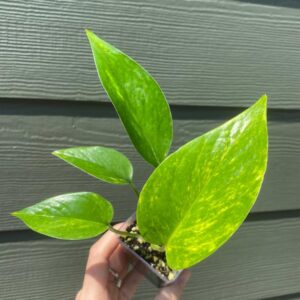 Golden Pothos