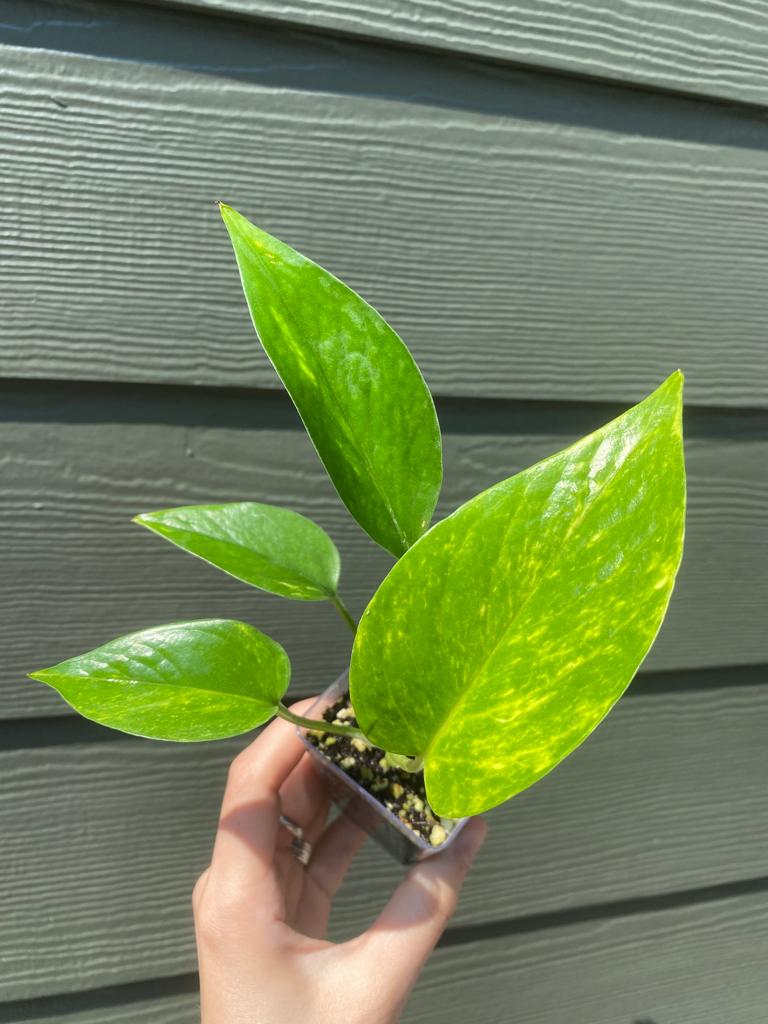Golden Pothos