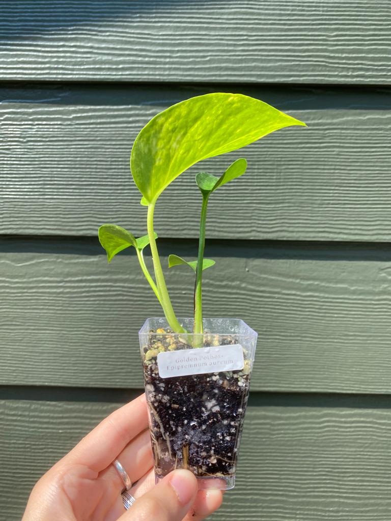 Golden Pothos - Image 2