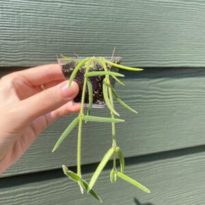 Hoya Linearis
