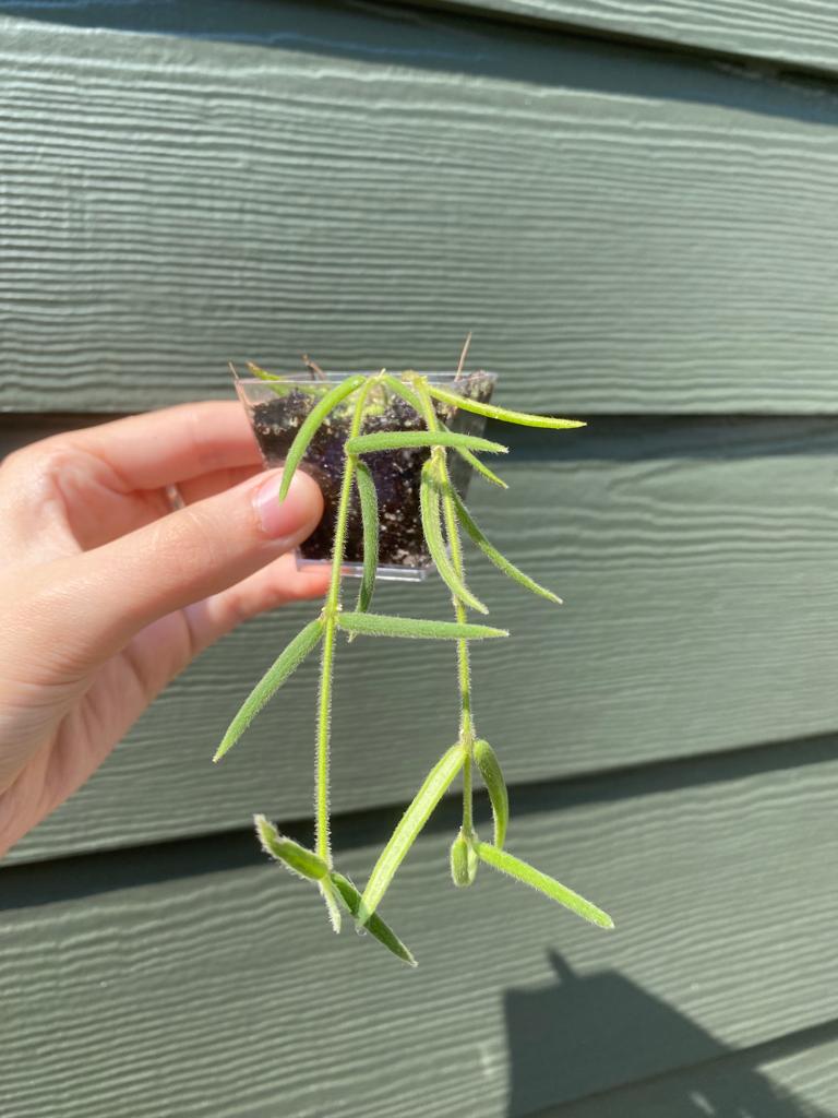 Hoya Linearis