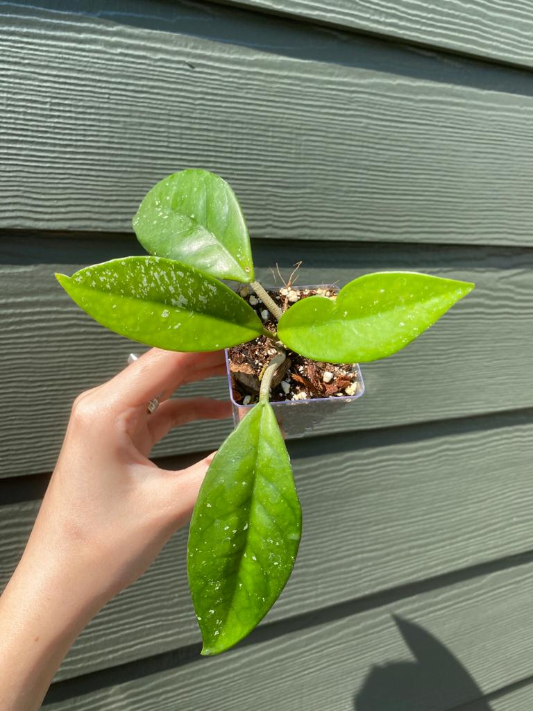 Hoya Pubicalyx