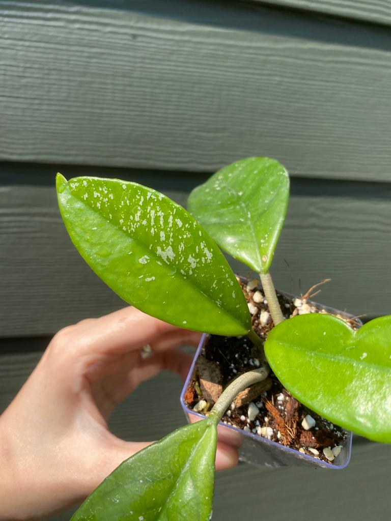 Hoya Pubicalyx - Image 2