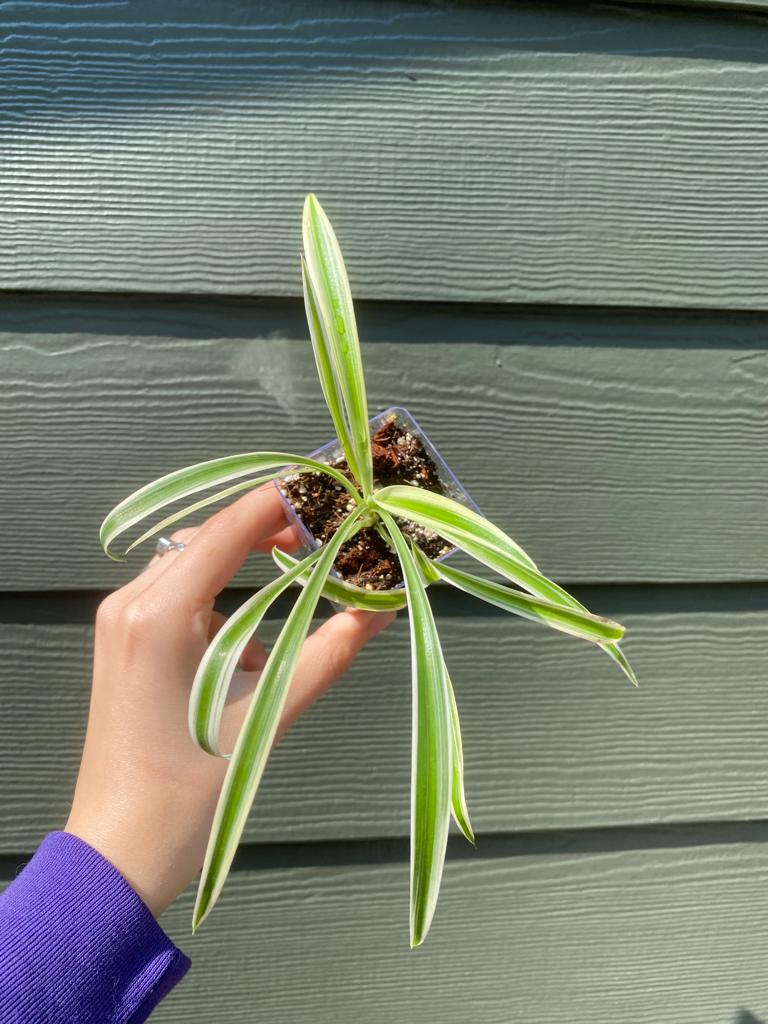 Spider Plant / Chlorophytum Comosum - Image 2