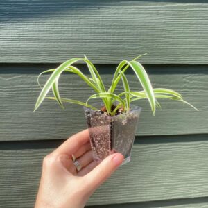 Spider Plant / Chlorophytum Comosum