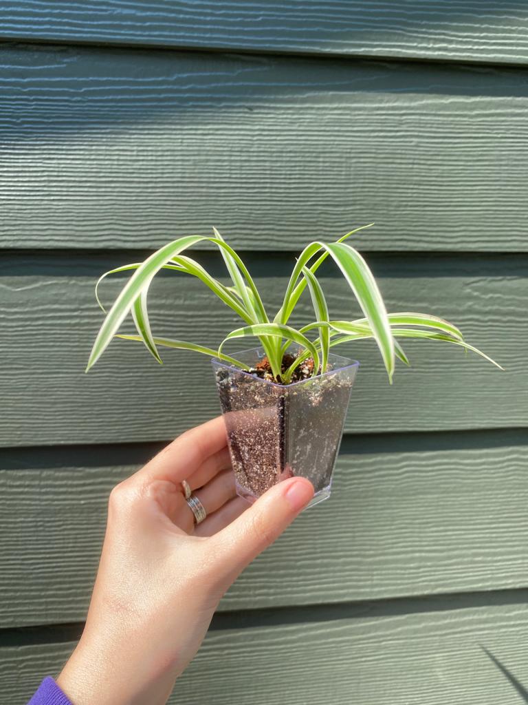 Spider Plant / Chlorophytum Comosum