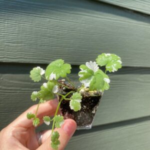Glechoma Hederacea Variegata / Creeping Charlie / Variegated Ground Ivy